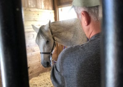 EQUINE BODYWORK